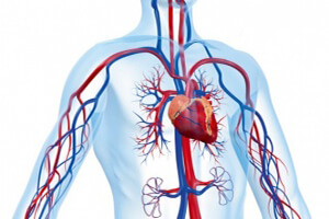 Заболевания сердца и сосудов — одно из абсолютных противопоказаний к операции Абсолютные противопоказания